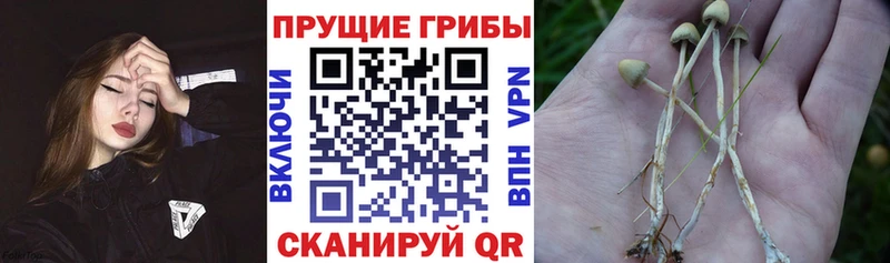 Псилоцибиновые грибы мухоморы  закладка  площадка как зайти  Бердск 